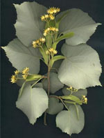 MSA TILIA TOMENTOSA 50 ML - Fontenova srl