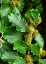 MSA FAGUS SYLVATICA 50 ML - Fontenova srl