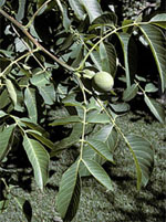 MSA JUGLANS REGIA 50 ML - Fontenova srl