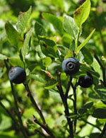 TSA VACCINIUM MYRTILLUS 50 ML - Fontenova srl