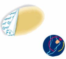 COMPEED VESCICHE CEROTTI FORMATO MEDIO 5 PEZZI - Fontenova srl