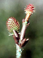 MSA PINUS MONTANA 50 ML - Fontenova srl