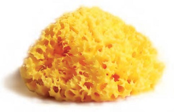 SPUGNA NATURALE MEDITERRANEA LABORATORI ATENEI 8 - Fontenova srl