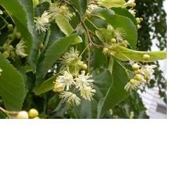 EIE TIGLIO 30 ML GOCCE - Fontenova srl