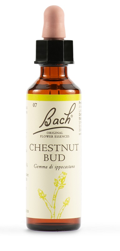 CHESTNUT BUD BACH ORIG 20 ML - Fontenova srl