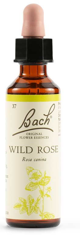 WILD ROSE BACH ORIG 20 ML - Fontenova srl